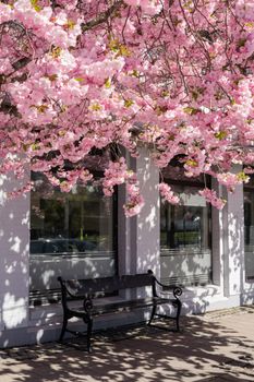 Beautiful pink cherry blossoms adorn a quaint bench in a Norwegian city, with sunlight filtering through.