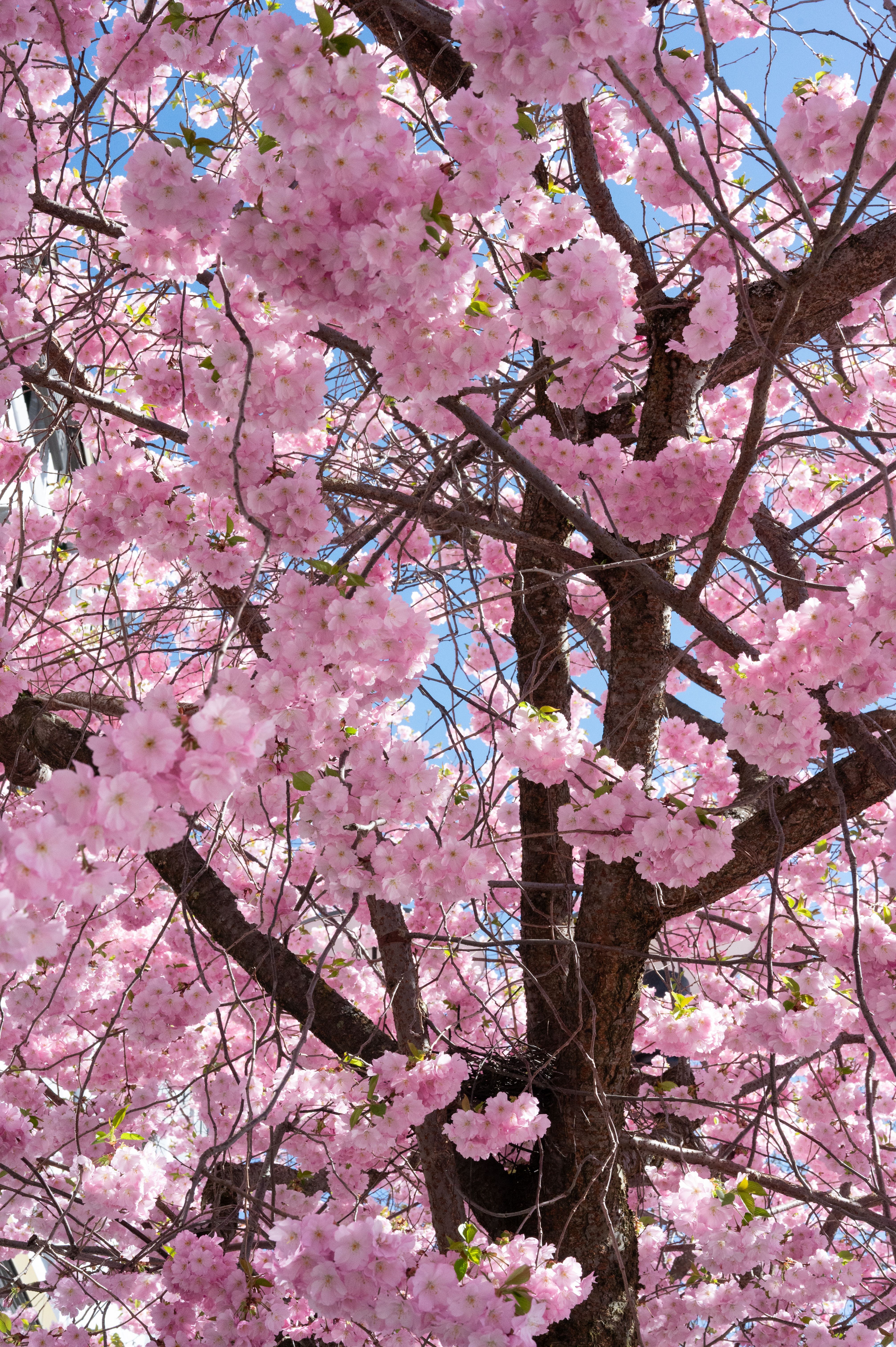 Beautiful Cherry Blossom Tree in Full Bloom · Free Stock Photo