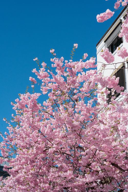 Free Vibrant cherry blossoms in full bloom under a crisp blue sky next to a building facade. Stock Photo