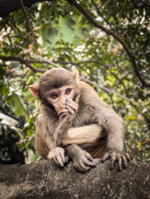 Free A close-up of a curious Rhesus macaque sitting on a rock in the forest, Dhaka, Bangladesh. Stock Photo