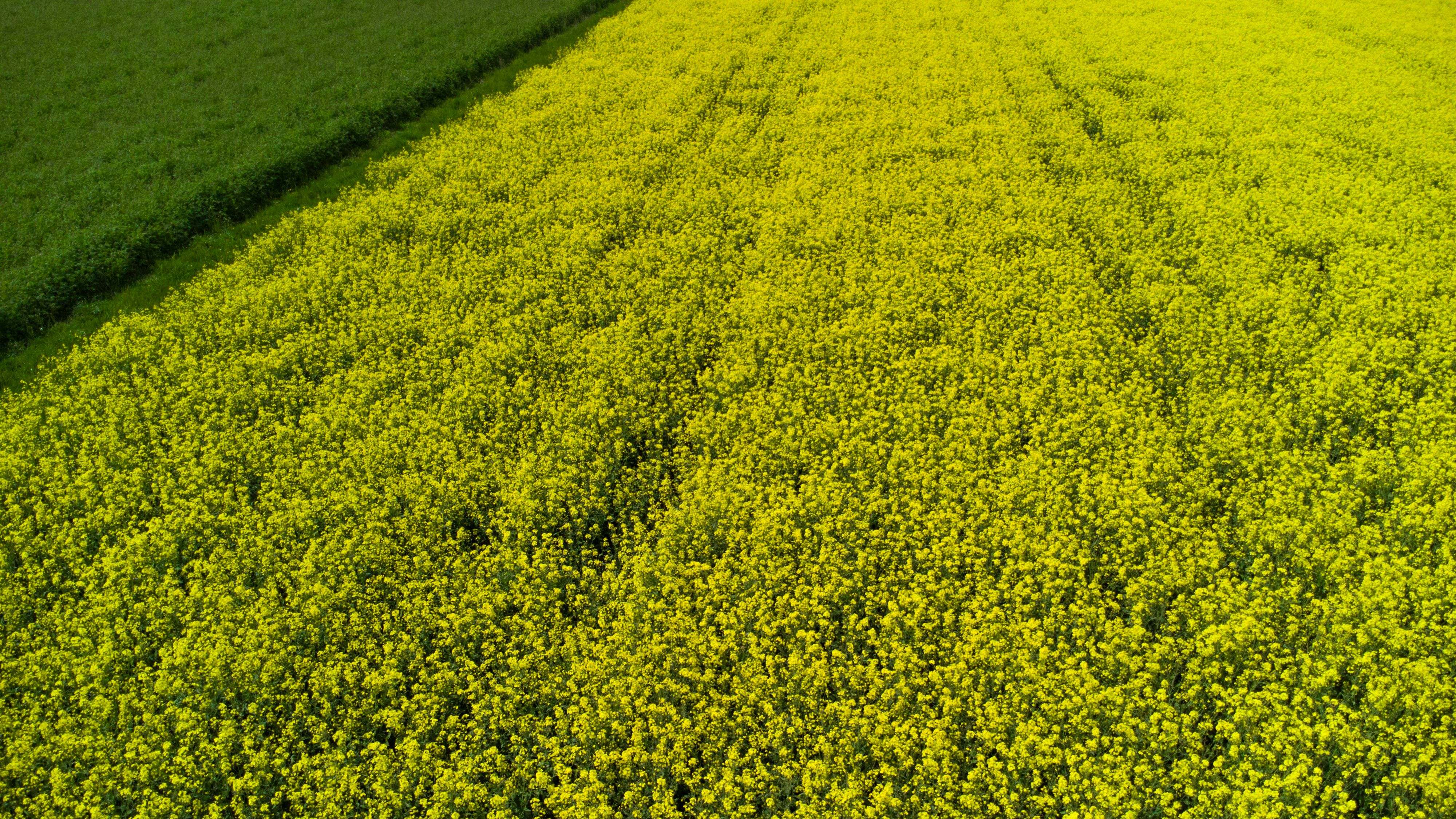 無料 スイスのチューリッヒにある黄色い菜種畑を空撮した素晴らしい写真。鮮やかな色彩と青々とした生育ぶりが際立っている。 写真素材