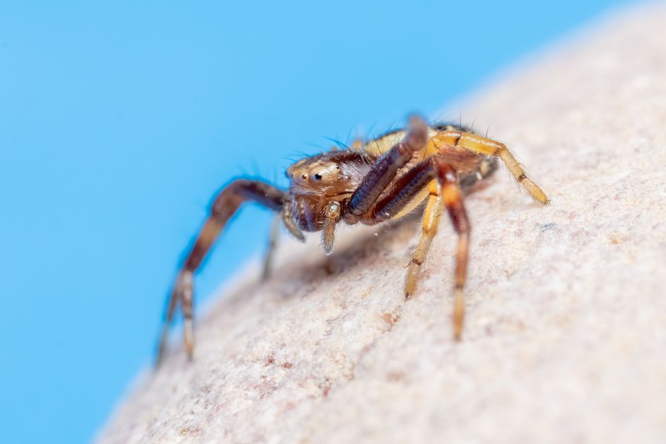 Detailed macro shot of a crab spider showcasing its texture and colors, set against a blurred blue background.