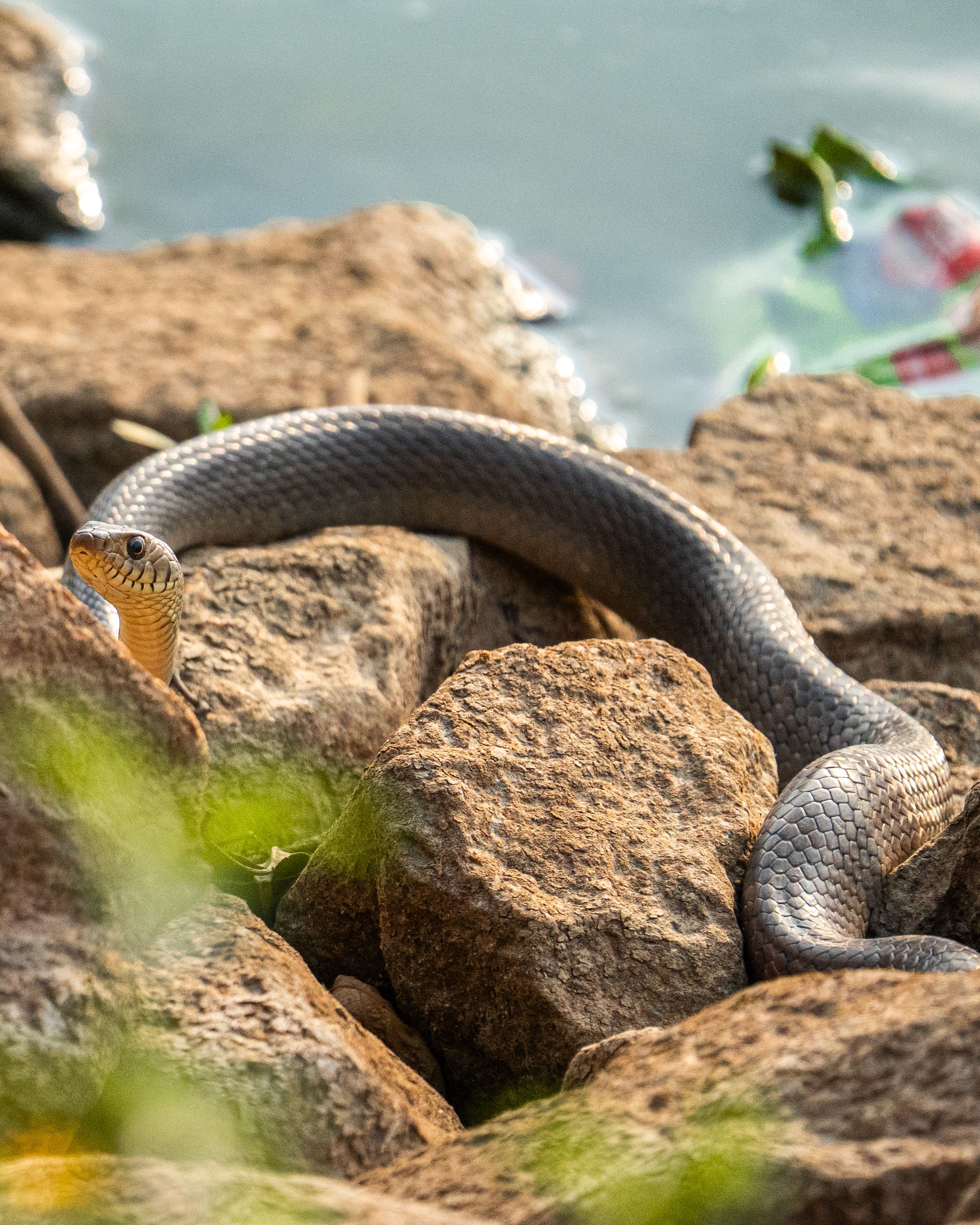 Cobra descansando sobre pedras perto da água ao sol