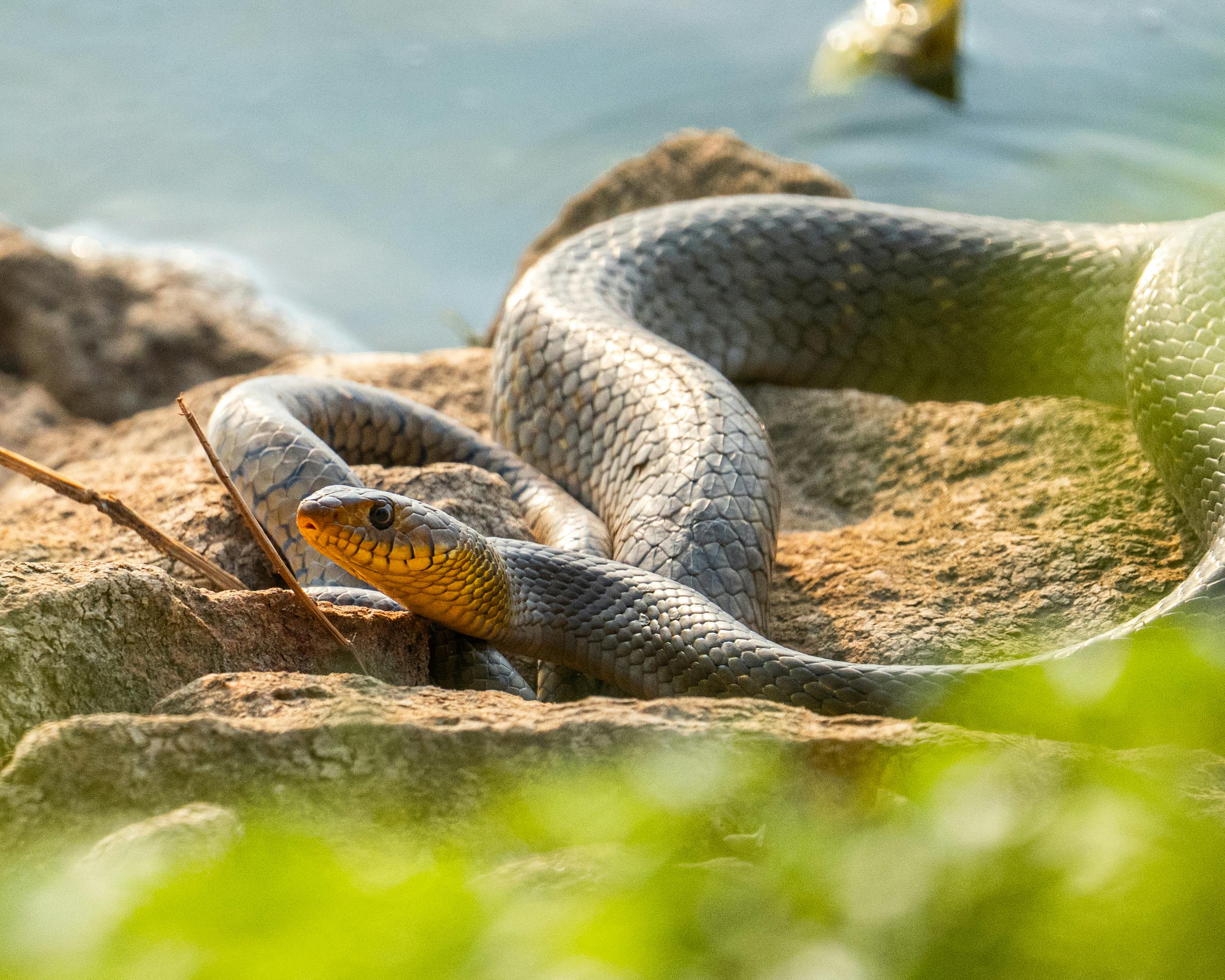 Dynasty Fantasy Football Snake Draft Strategy: Startup Guide — Photo by Deepak Ramesha on Pexels