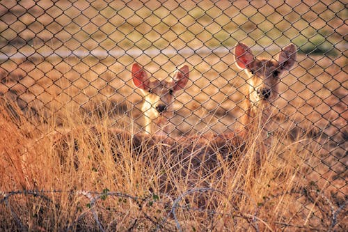 鹿在旋風柵欄附近的照片