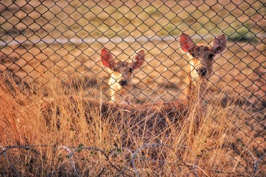 Photo of Deers Near Cyclone Fence