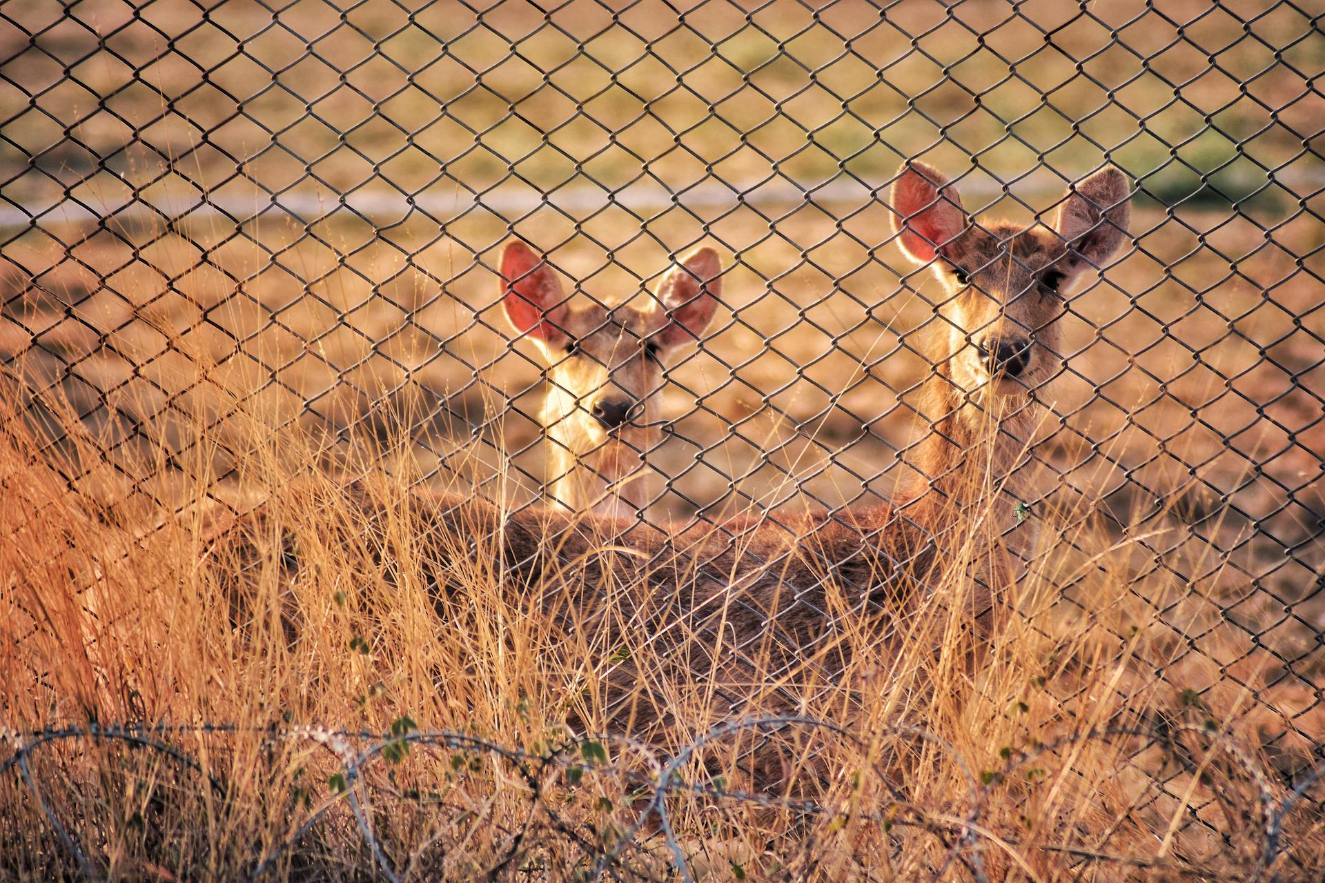 Photo of Deers Near Cyclone Fence