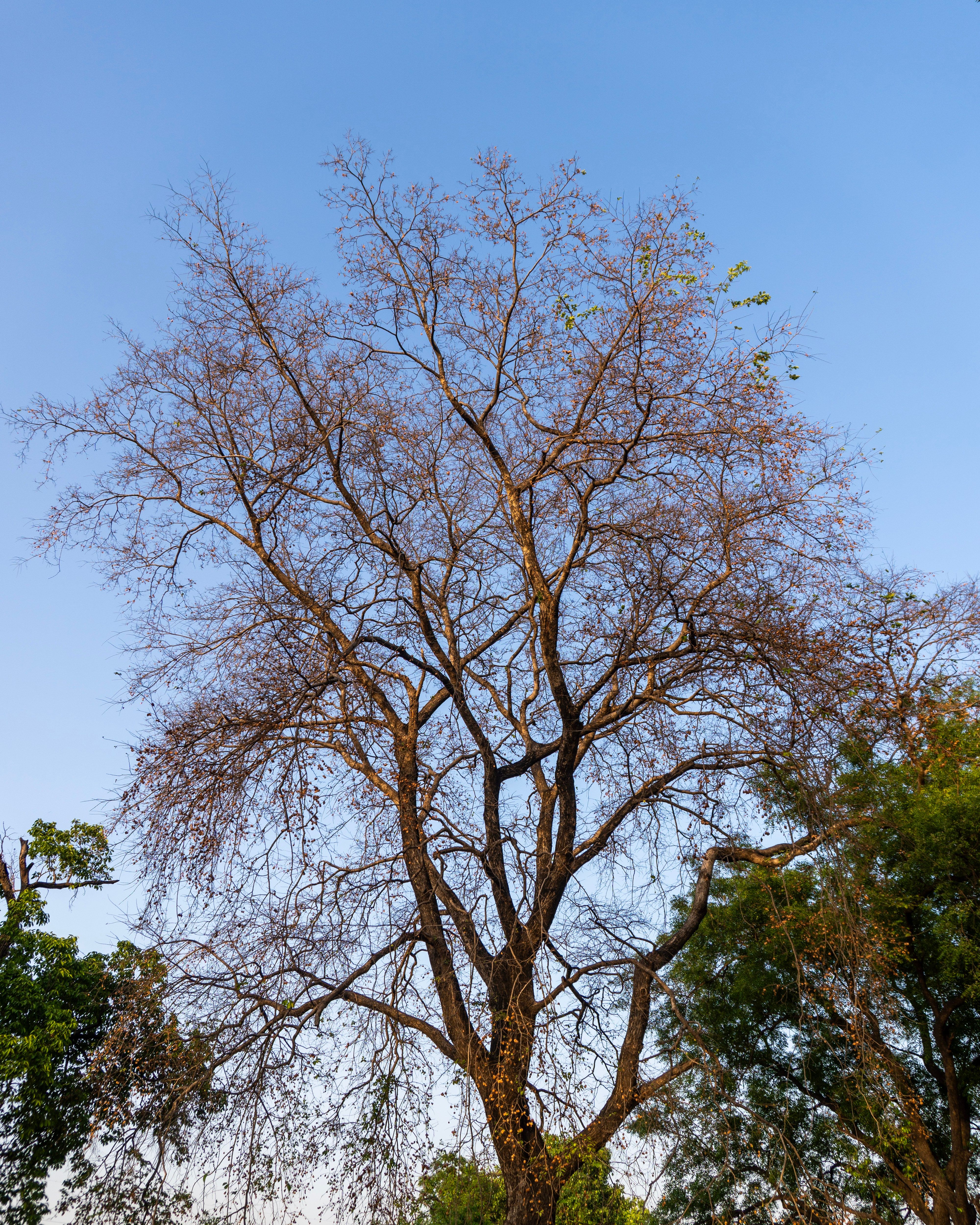 Leafless Tree Against Clear Blue Sky in Thailand · Free Stock Photo
