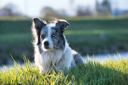 Free Portrait of a border collie with striking eyes lying in a grassy field. Stock Photo