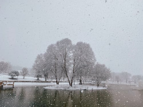 湖の近くの雪に覆われた地面の木