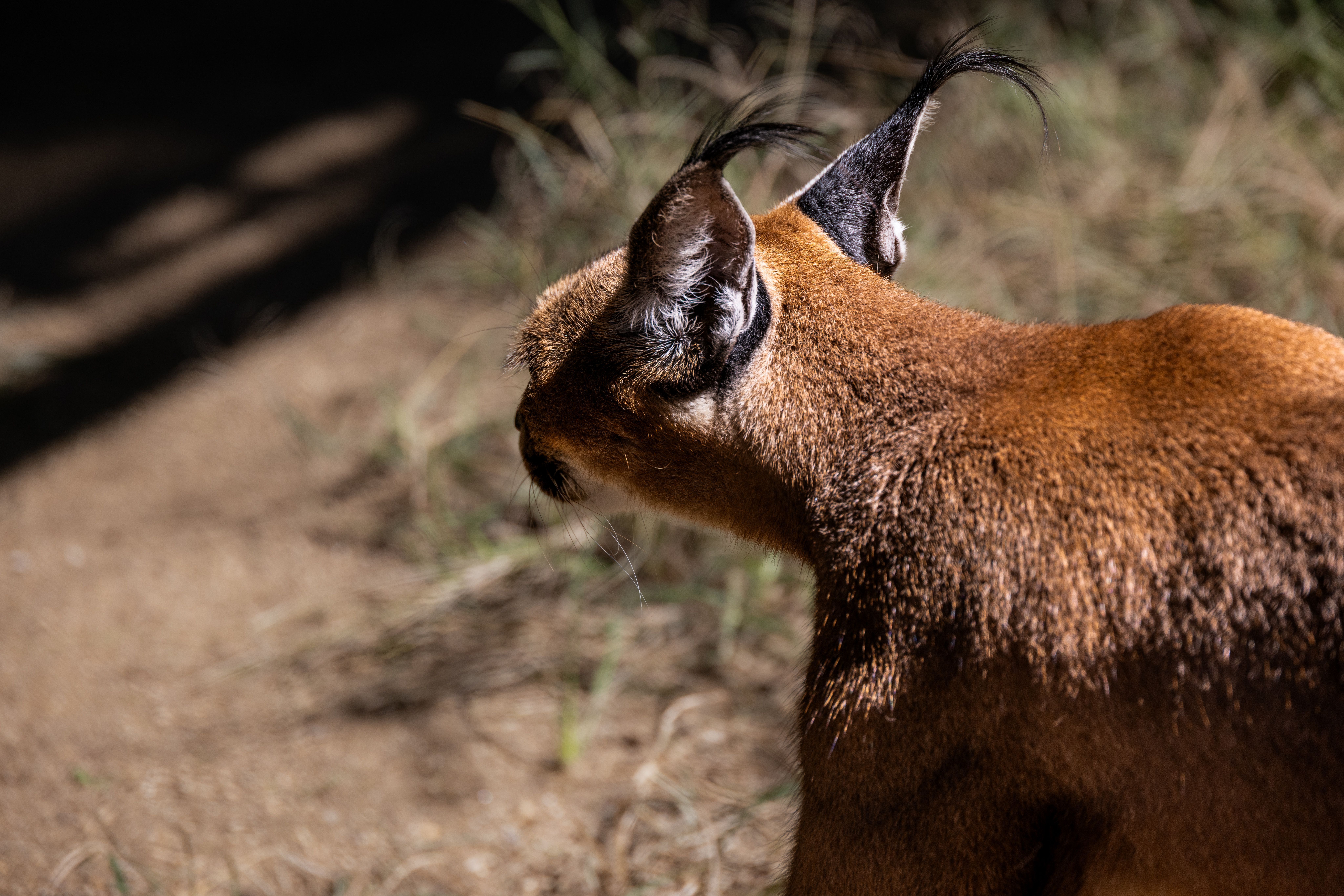 own caracal michigan