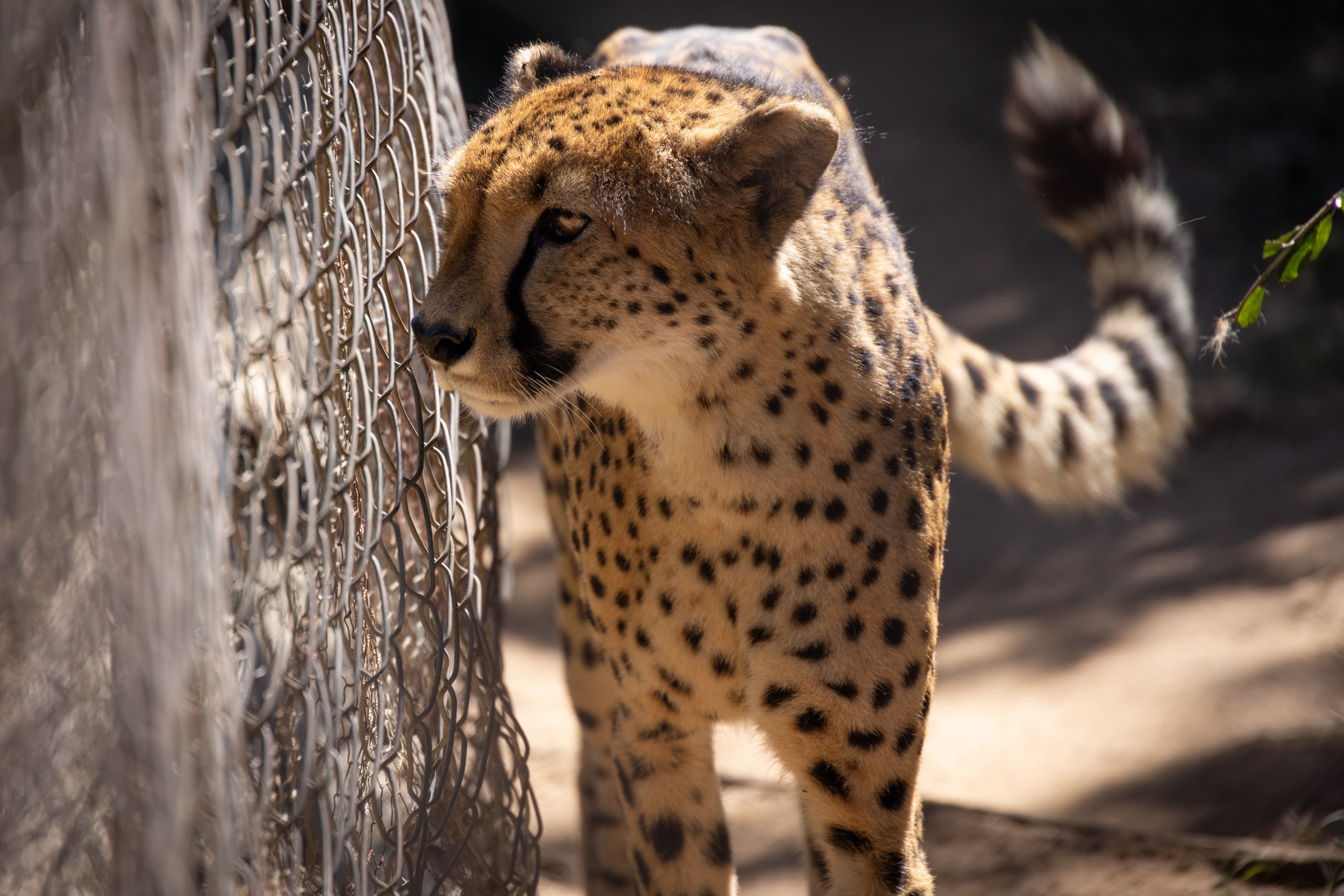 Predator and Prey