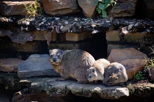 Free Group of rock hyraxes lounging on a stone ledge in their natural habitat under bright sunlight. Stock Photo