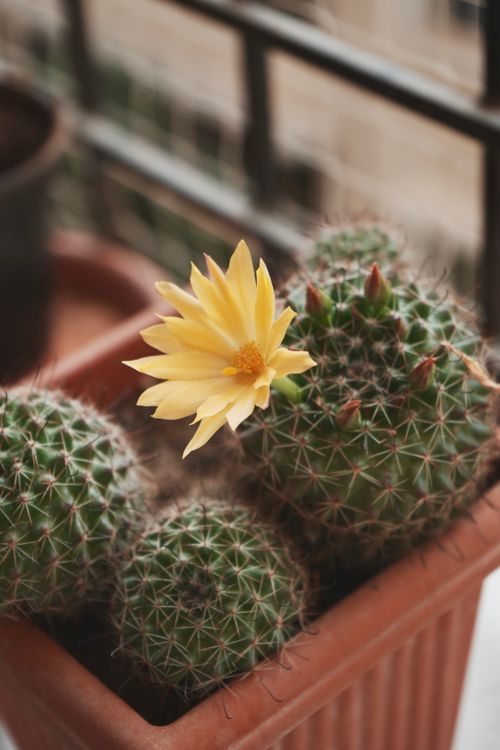 Free A close-up of a cactus with a vibrant yellow flower, potted on a balcony. Stock Photo