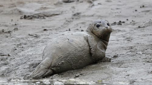 Free A harbor seal (Phoca vitulina) lies on a muddy shore in California, exhibiting natural behavior. Stock Photo