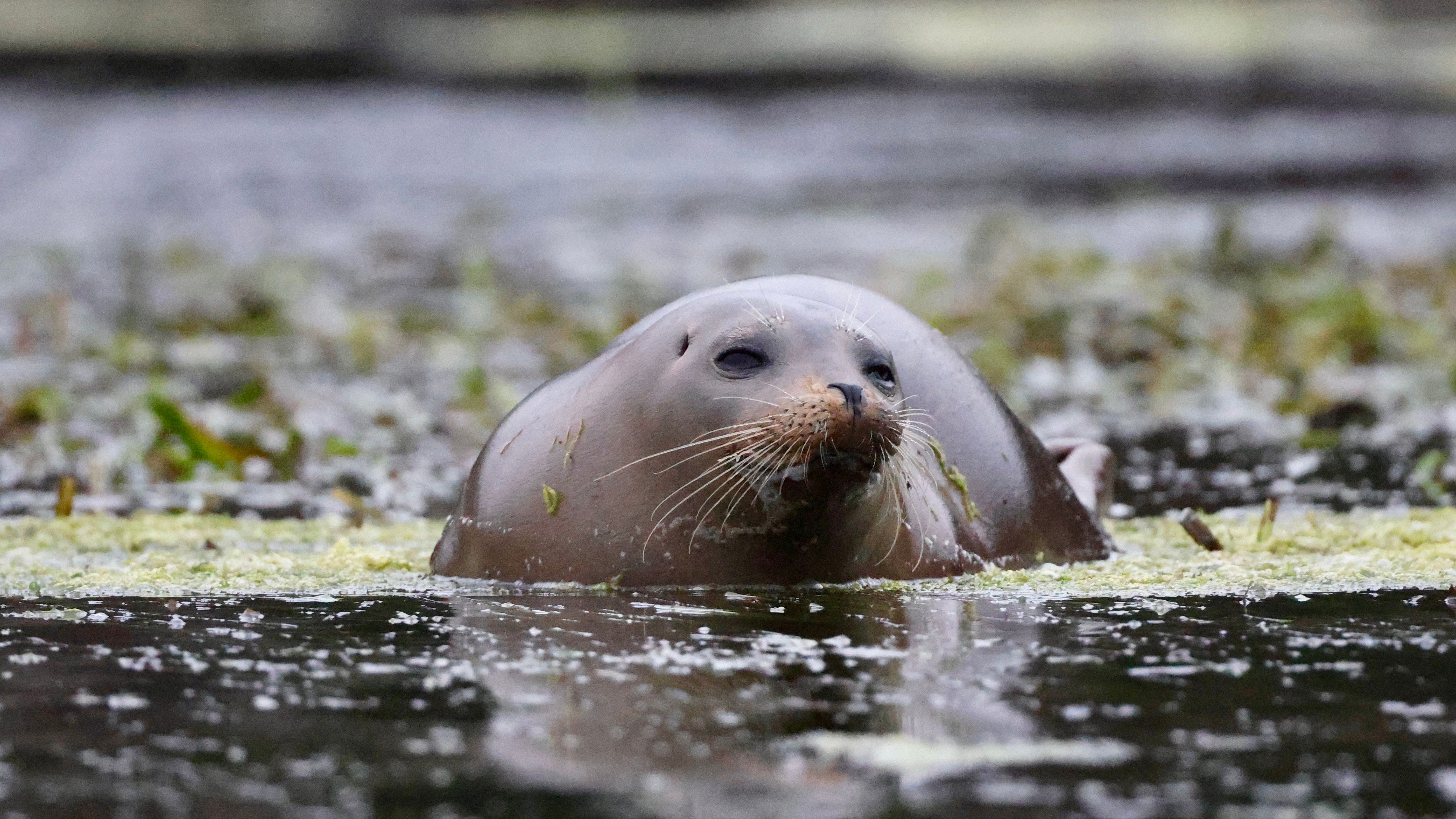 ‘It’s all a little bit of a whirlwind’: Golden girl Kate O’Connor puts seal on night to remember in Glasgow