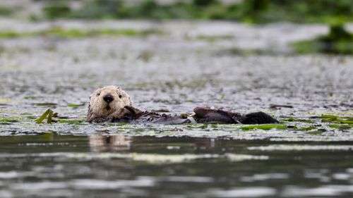 Free A playful sea otter floats among kelp in a serene California habitat. Stock Photo