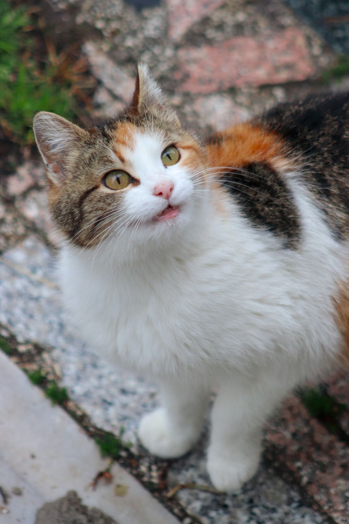 Niedliche Katze