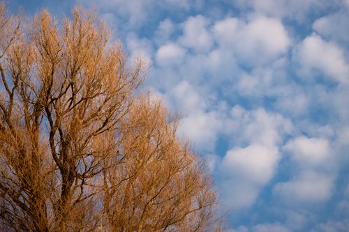 Free Captivating view of an orange tree set against a vibrant blue sky with scattered clouds, captured in Latvia during spring. Stock Photo