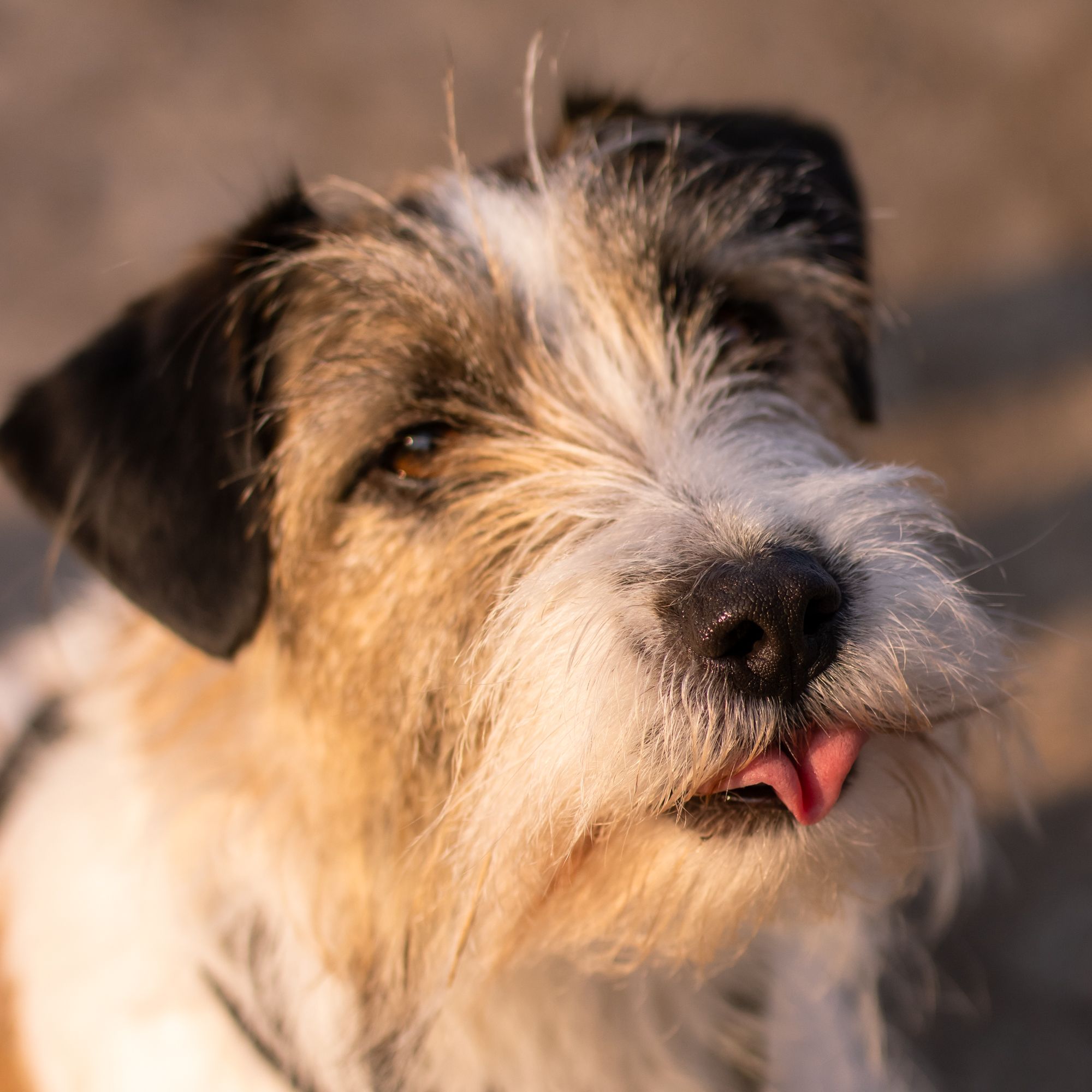 Charming Jack Russell Terrier with tongue out in warm evening light. Perfect pet portrait.