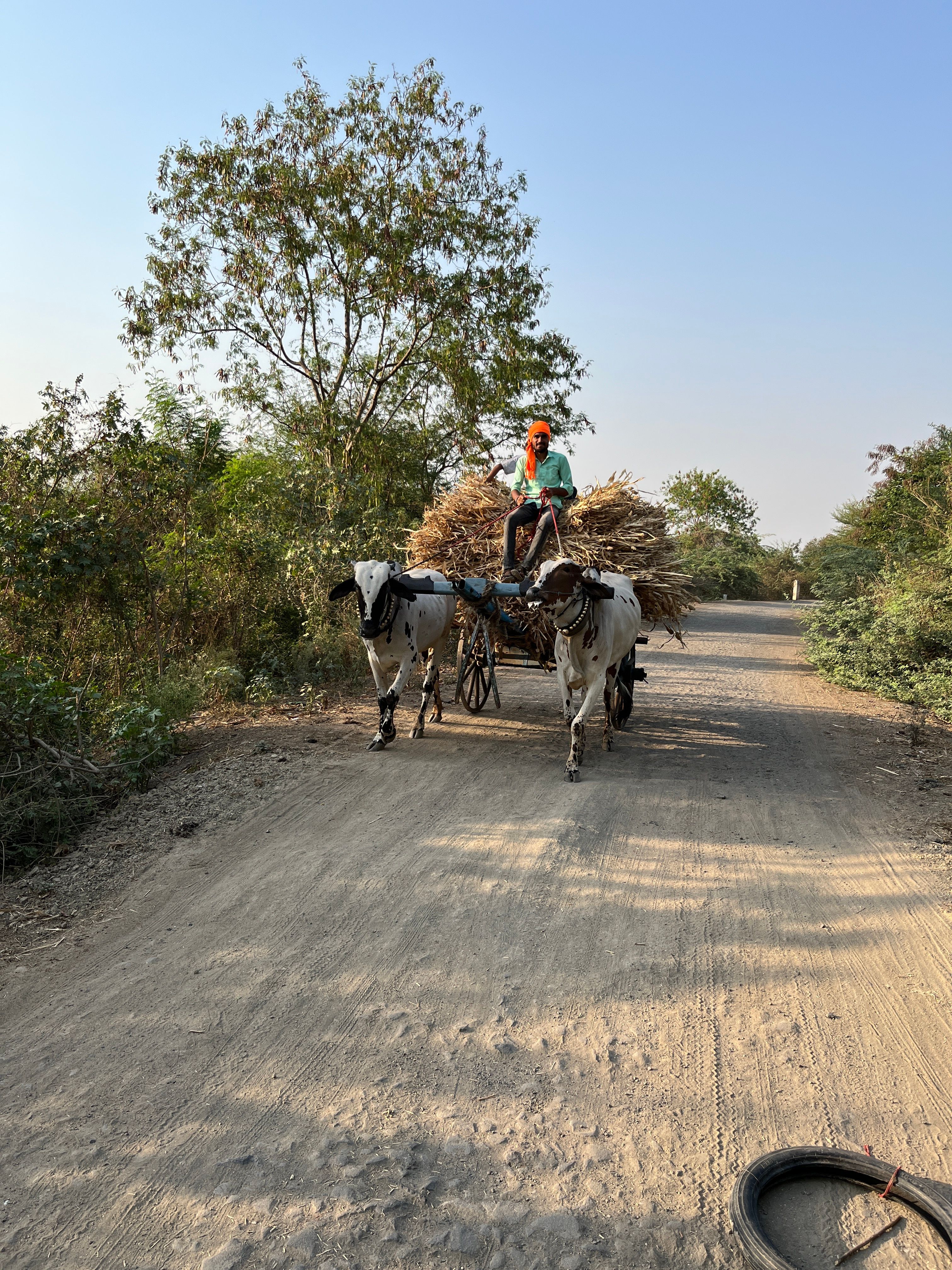 A farmer riding an ox-pulled cart loaded with hay on a sunny rural road.