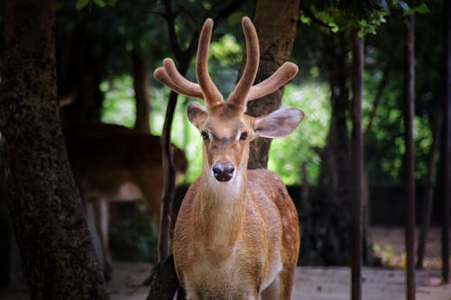 無料 褐色森林土の上に立っている茶色の鹿 写真素材