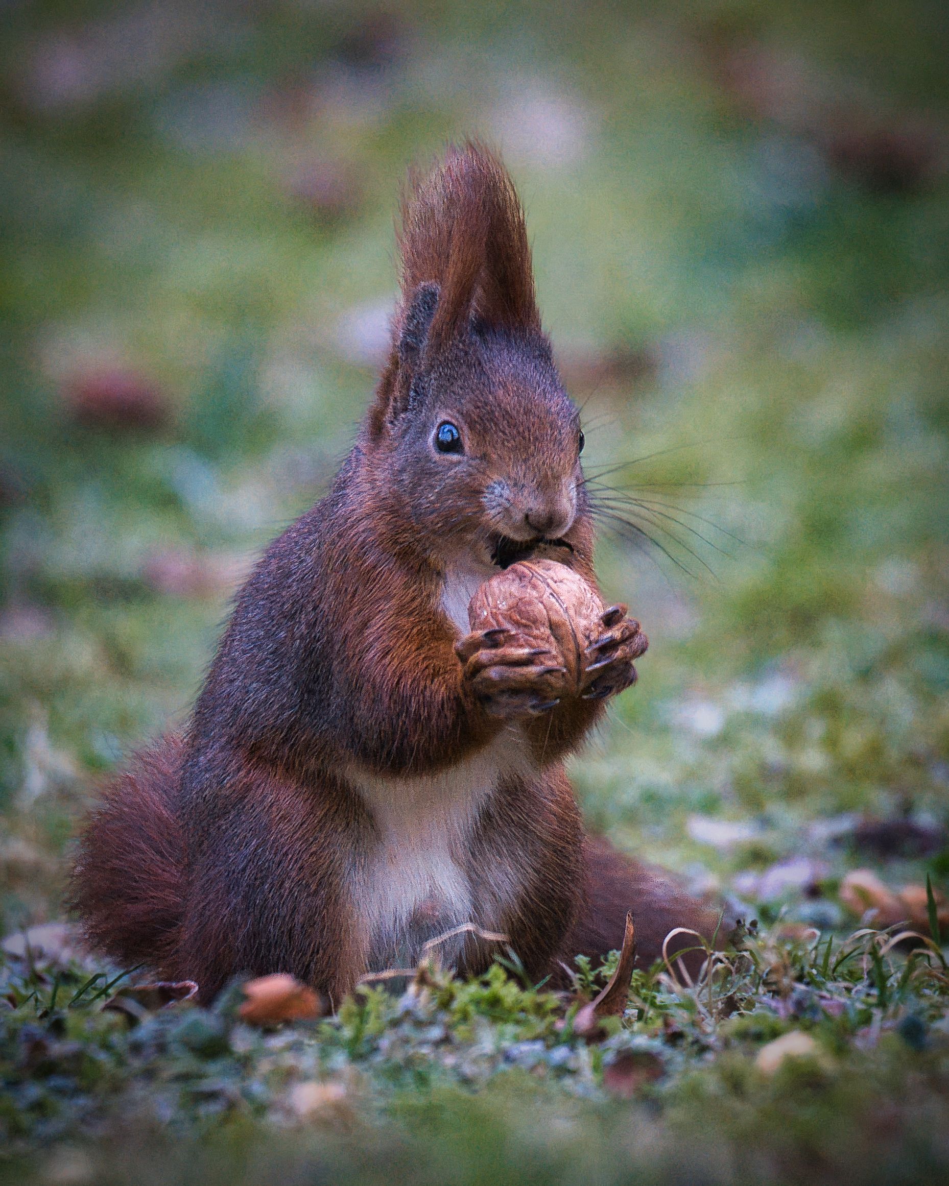 squirrel eating nut
