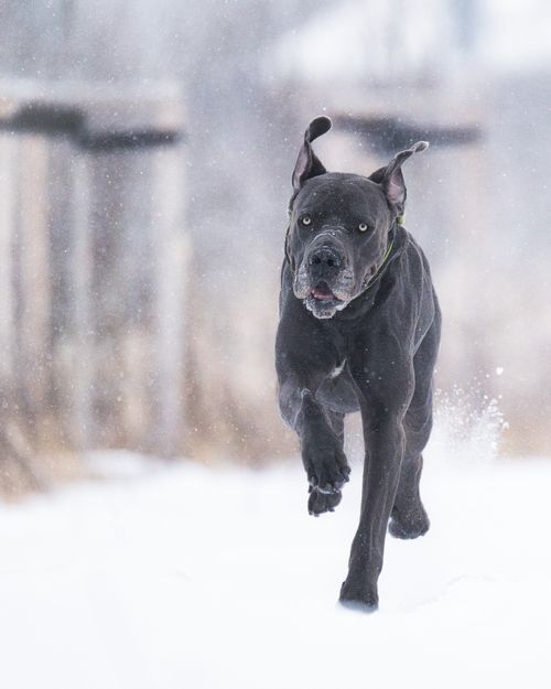 Free Majestic black Cane Corso dog running through a snowy winter landscape, capturing strength and grace. Stock Photo