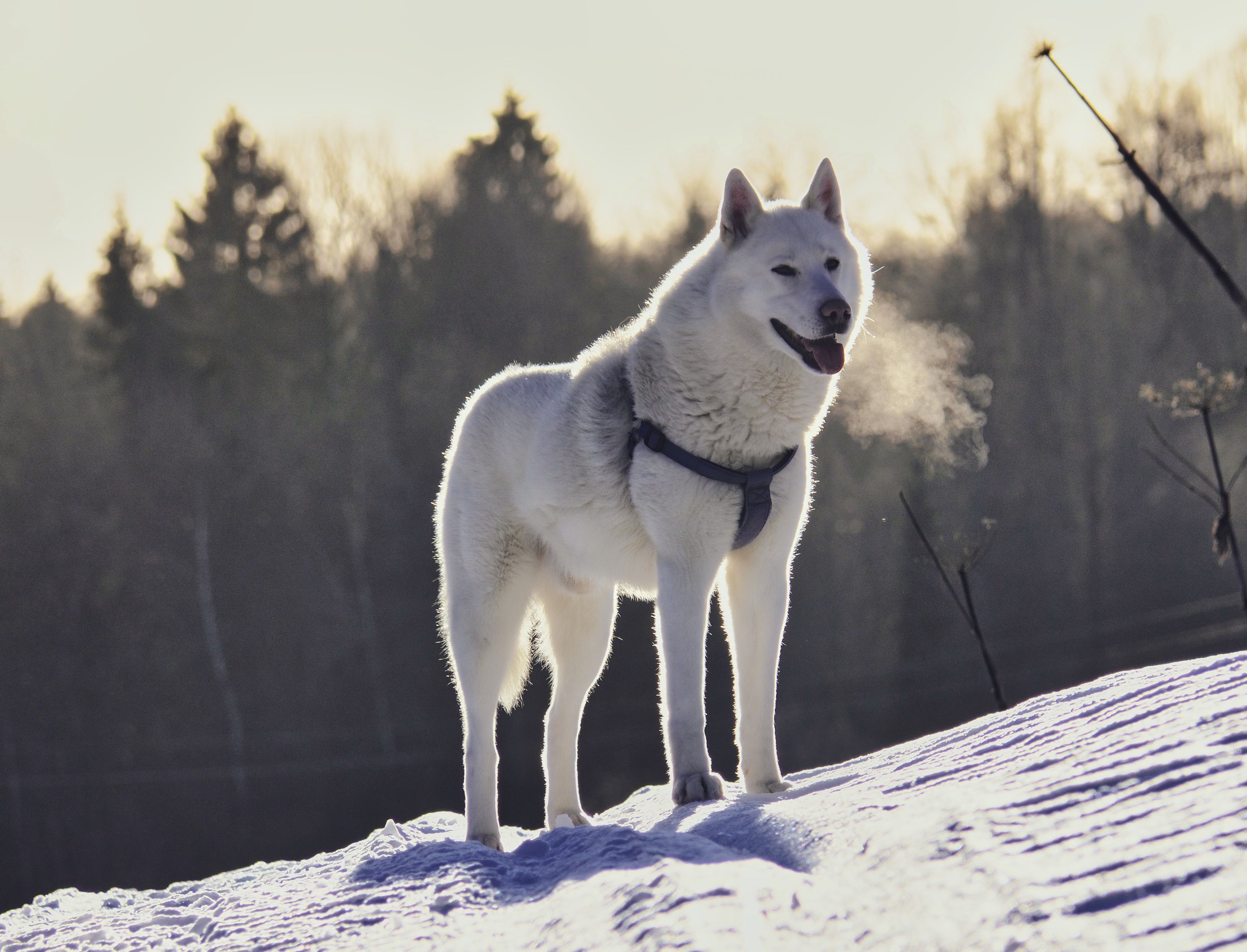 Majestic white Siberian Husky standing in a snowy forest clearing, exhaling mist.