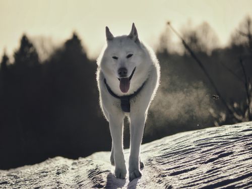Free A white dog walks confidently on a snowy path in a serene forest setting. Stock Photo