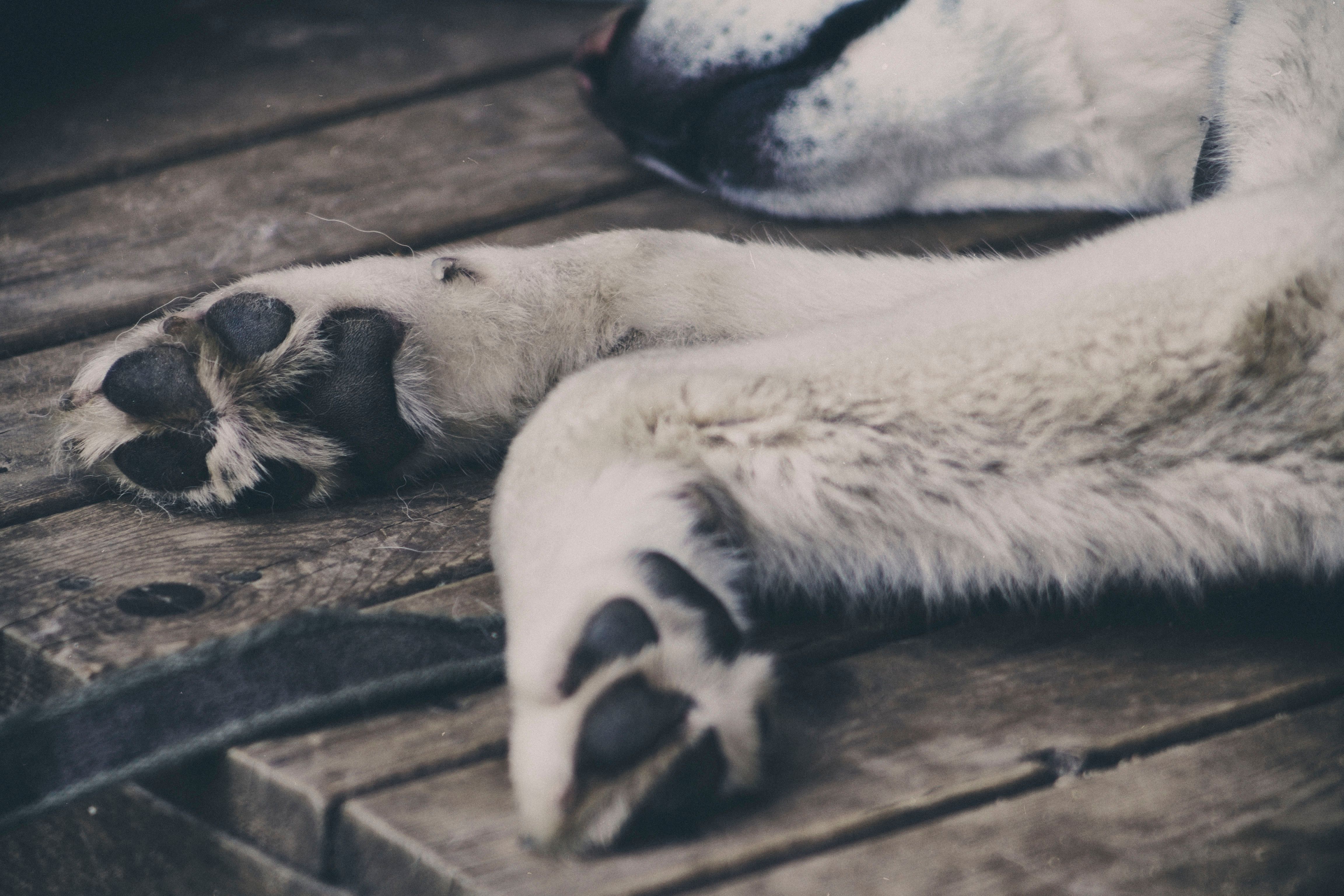 Foxen Partners with Healthy Paws to Bring Discounted Pet Insurance to Multifamily Renters – Company Announcement — Photo by V