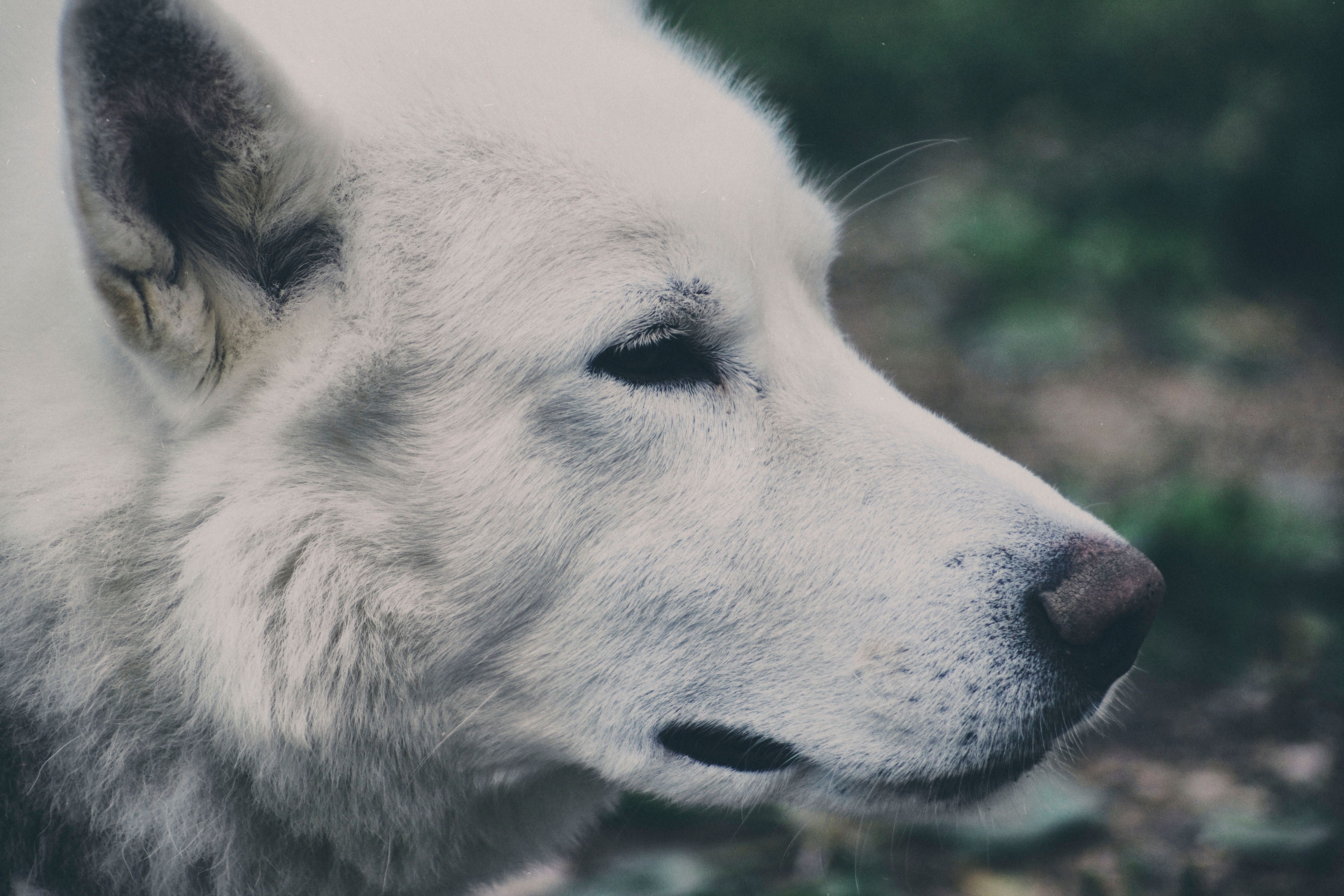Portrait of a dog at a veterinary clinic