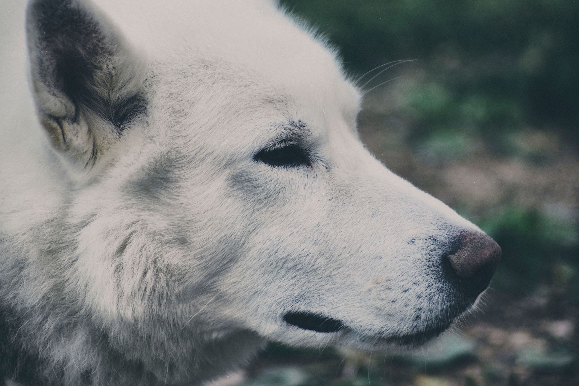 Portrait of a dog at a veterinary clinic