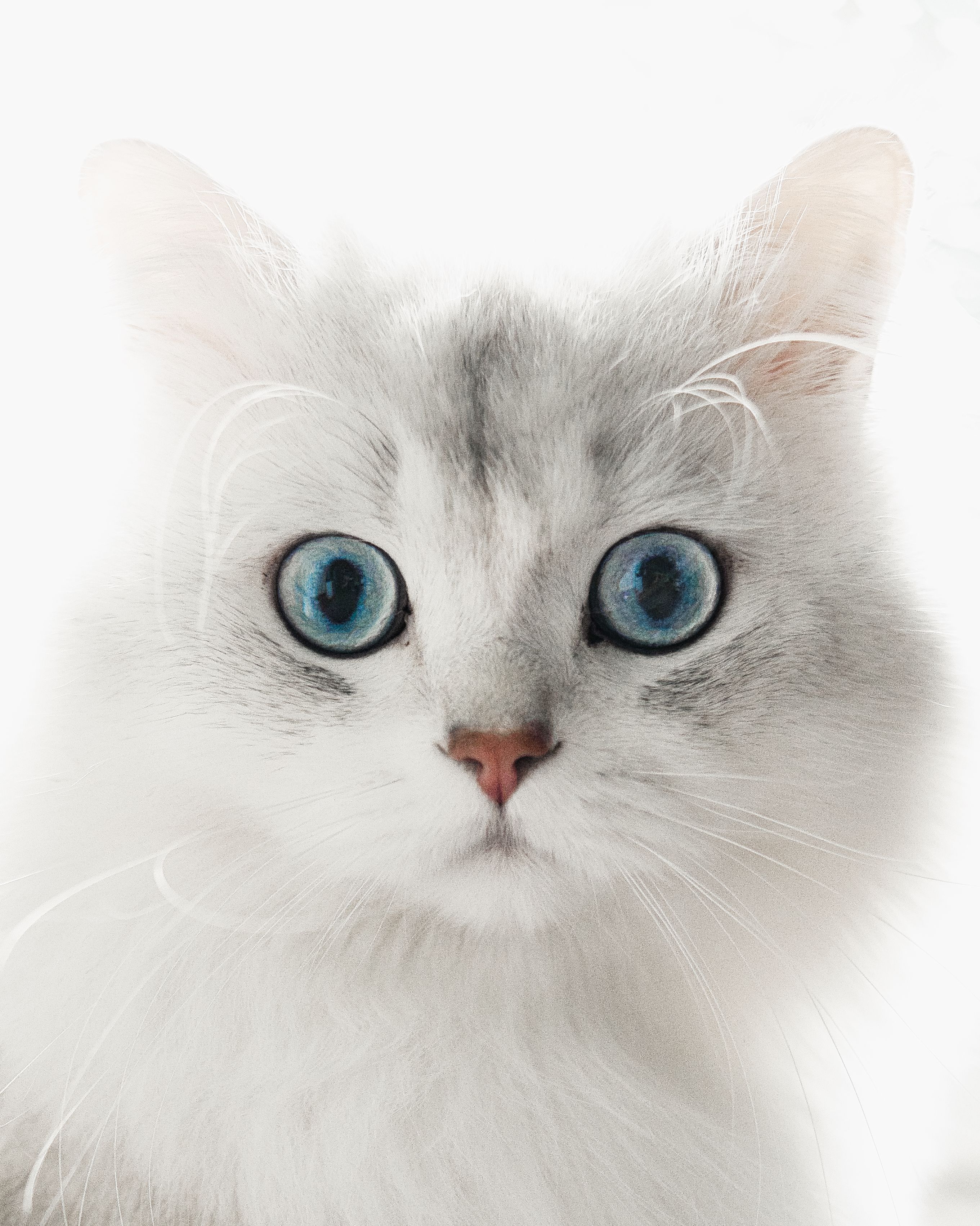 A stunning close-up of a white cat with vivid blue eyes and soft fur.