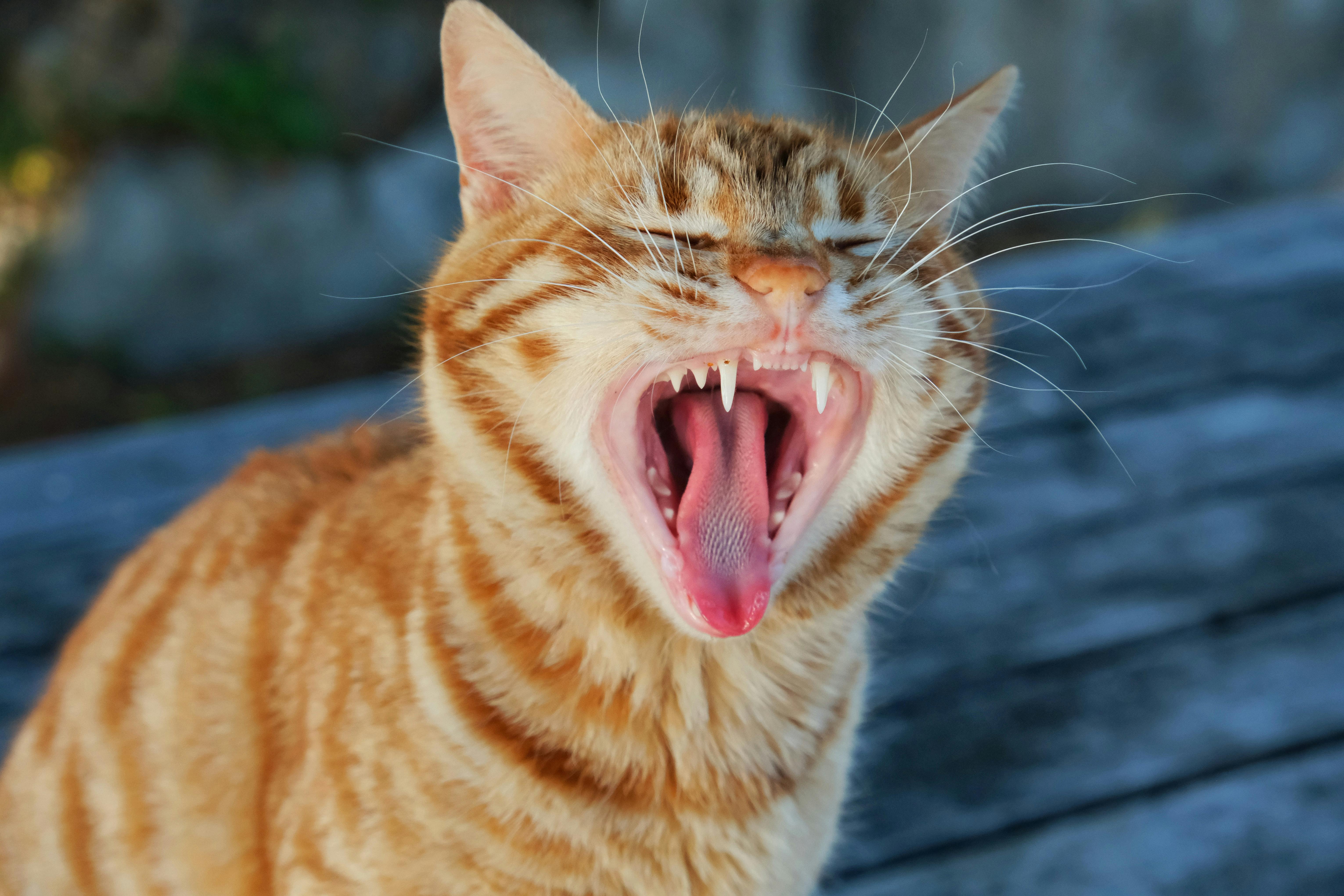 Bimini Pet Health expands Topeka manufacturing facility — Photo by Renkgezgini on Pexels