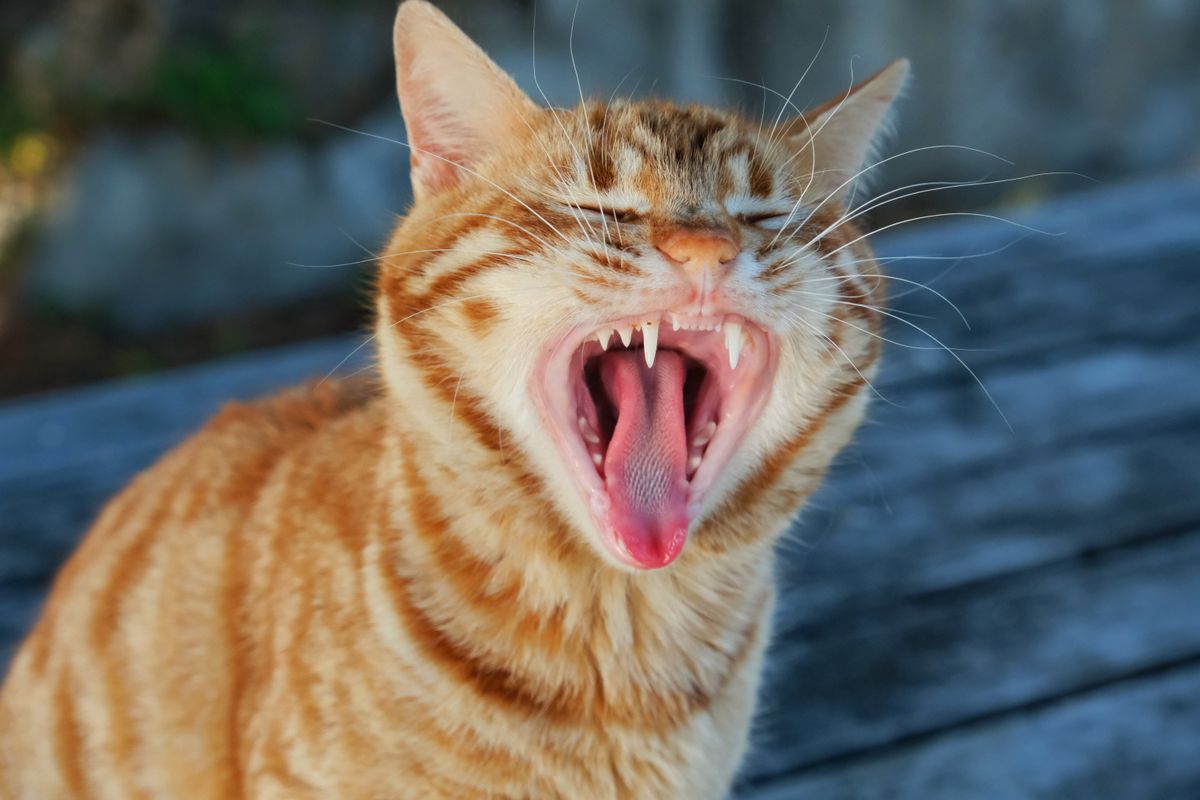 Chat bâillant, gueule ouverte montrant les dents