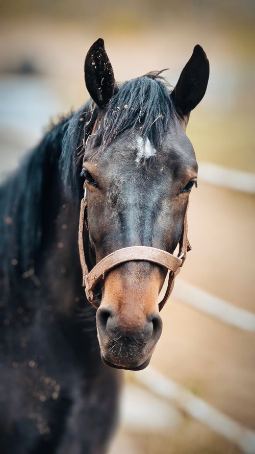 Free A detailed close-up of a black horse wearing a halter on a sunny day outdoors. Stock Photo