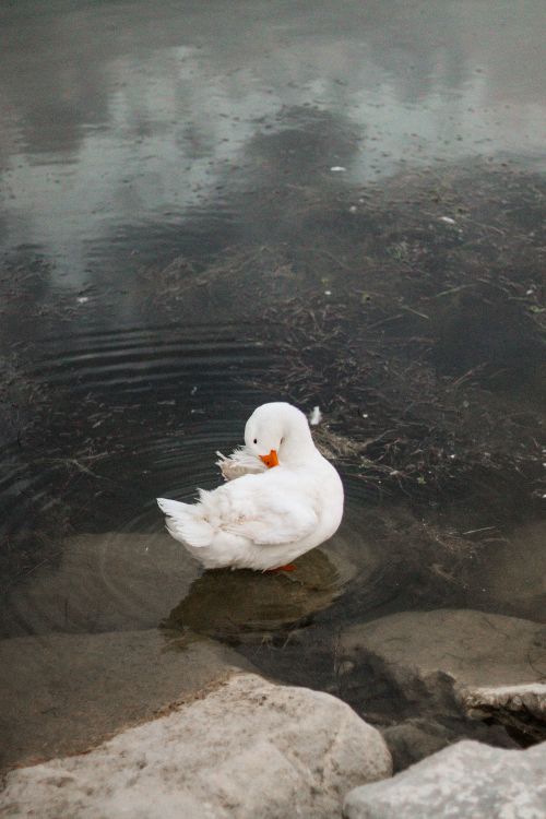 Free A serene white duck gracefully floats in a tranquil pond with gentle ripple effects. Stock Photo