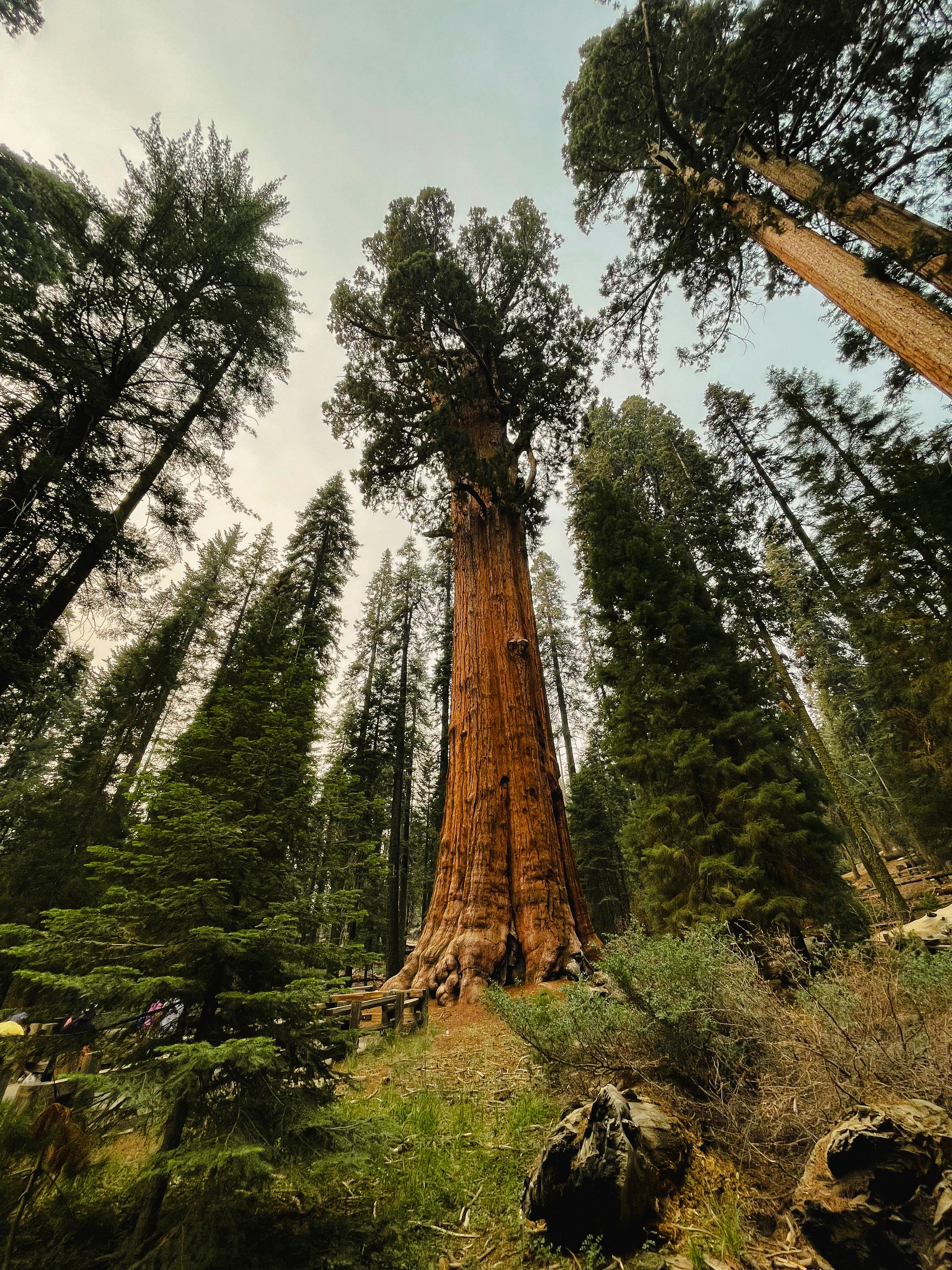 Stunning view of towering sequoia trees in California's lush forest landscape.