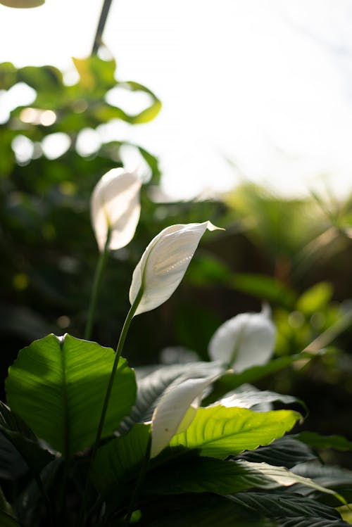 무료 틸트 시프트 렌즈에 흰 꽃 스톡 사진