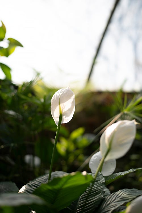 Gratis Fiore Bianco In Lente Tilt Shift Foto a disposizione