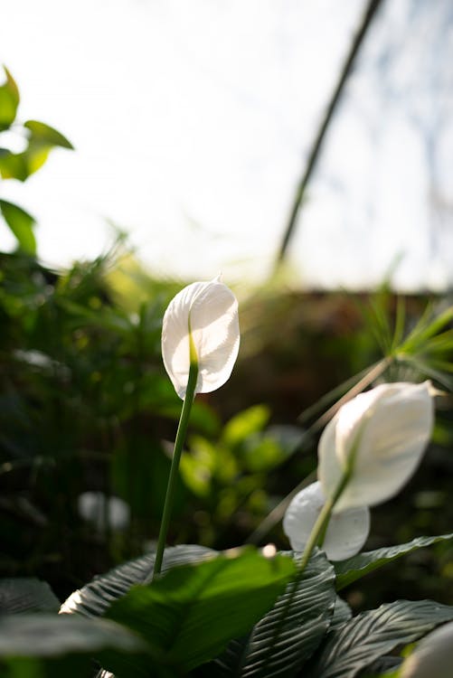 Weiße Blume In Tilt Shift Lens