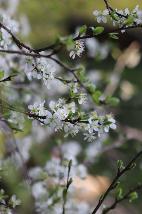 Free Close-up of white flowers on tree branches in springtime, showcasing nature's beauty. Stock Photo