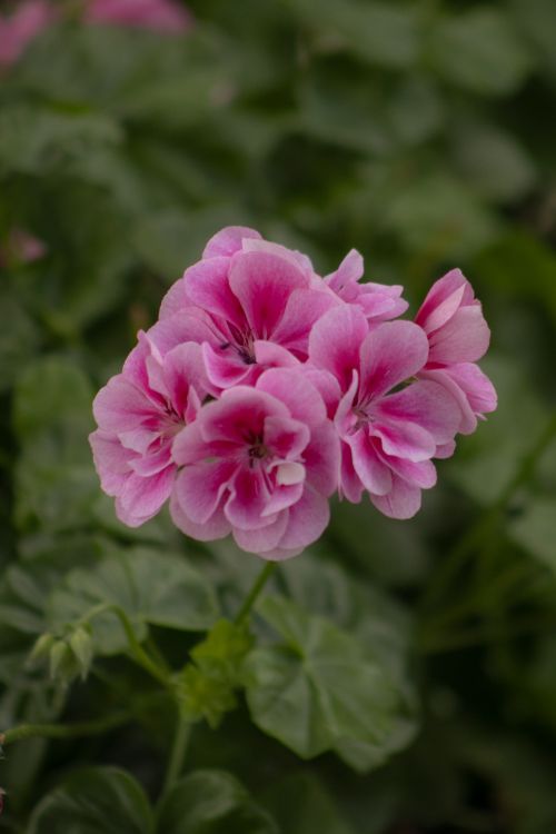 Free Close-up of a vibrant pink geranium bloom with lush green leaves, captured outdoors. Stock Photo