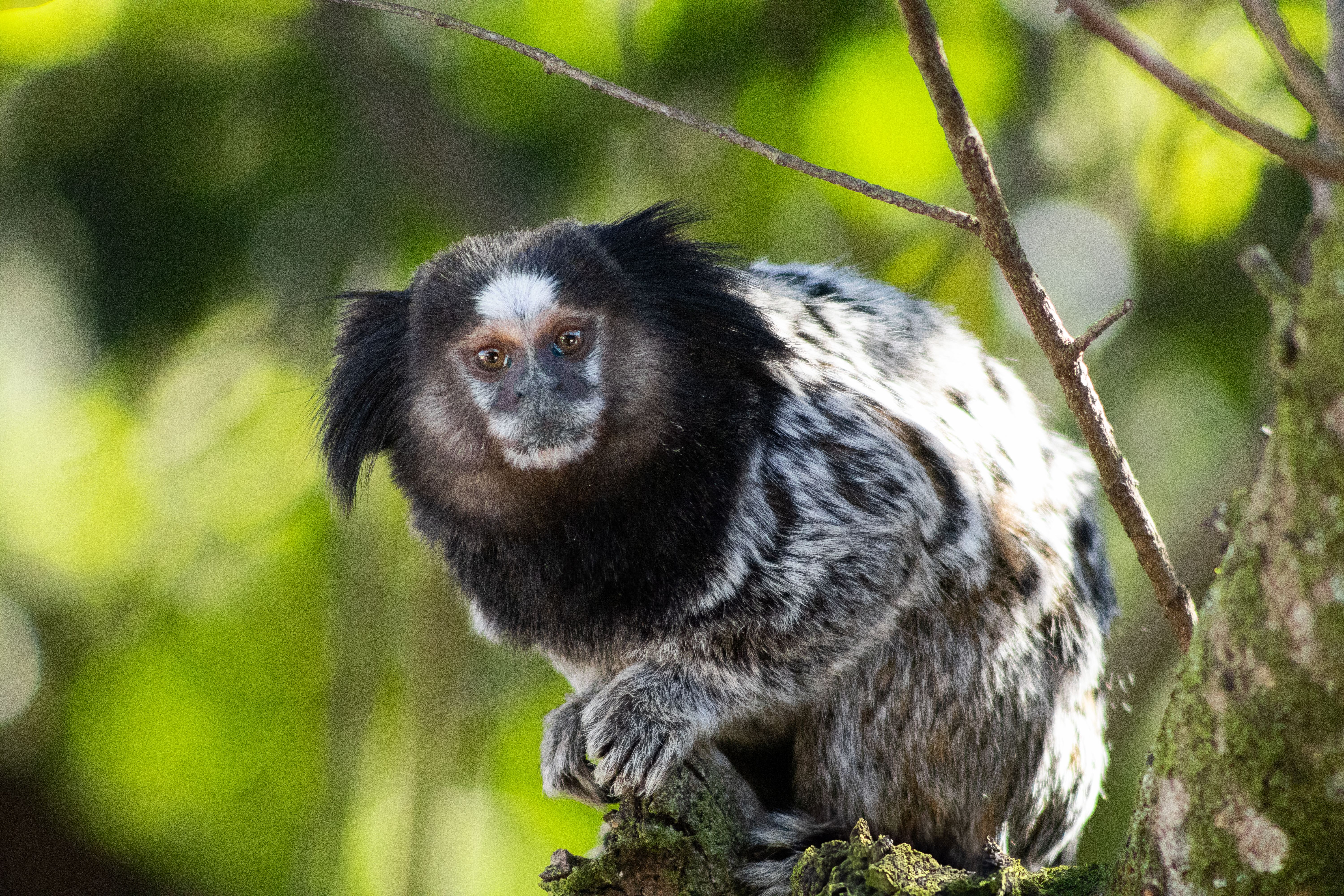 Close-up of a cute marmoset monkey in a green jungle environment, showcasing wildlife beauty.