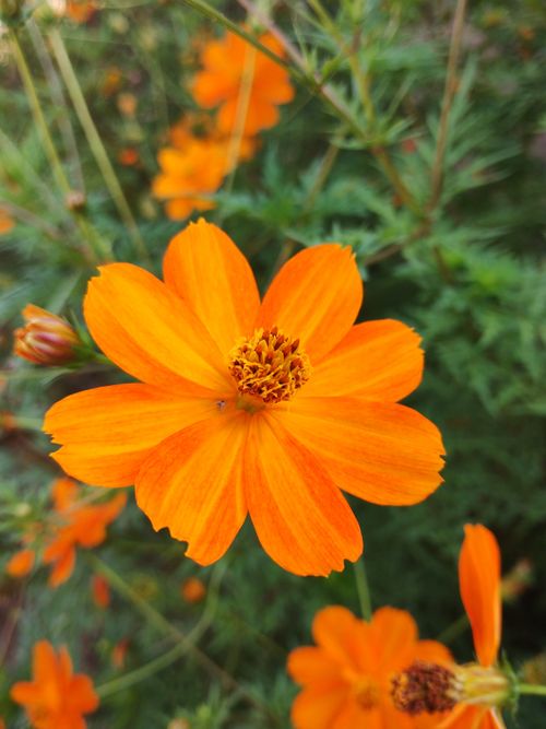 Free Close-up of a vivid orange Cosmos flower with intricate petal details in natural light. Stock Photo