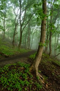 Misty forest trail in the morning — photo by Michael S on Pexels