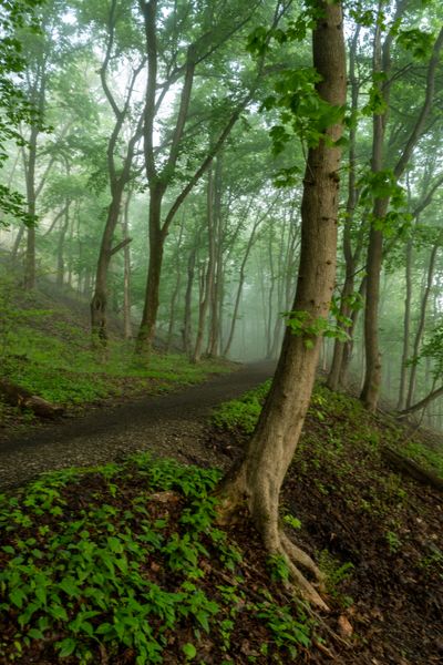 Misty forest trail in the morning — photo by Michael S on Pexels