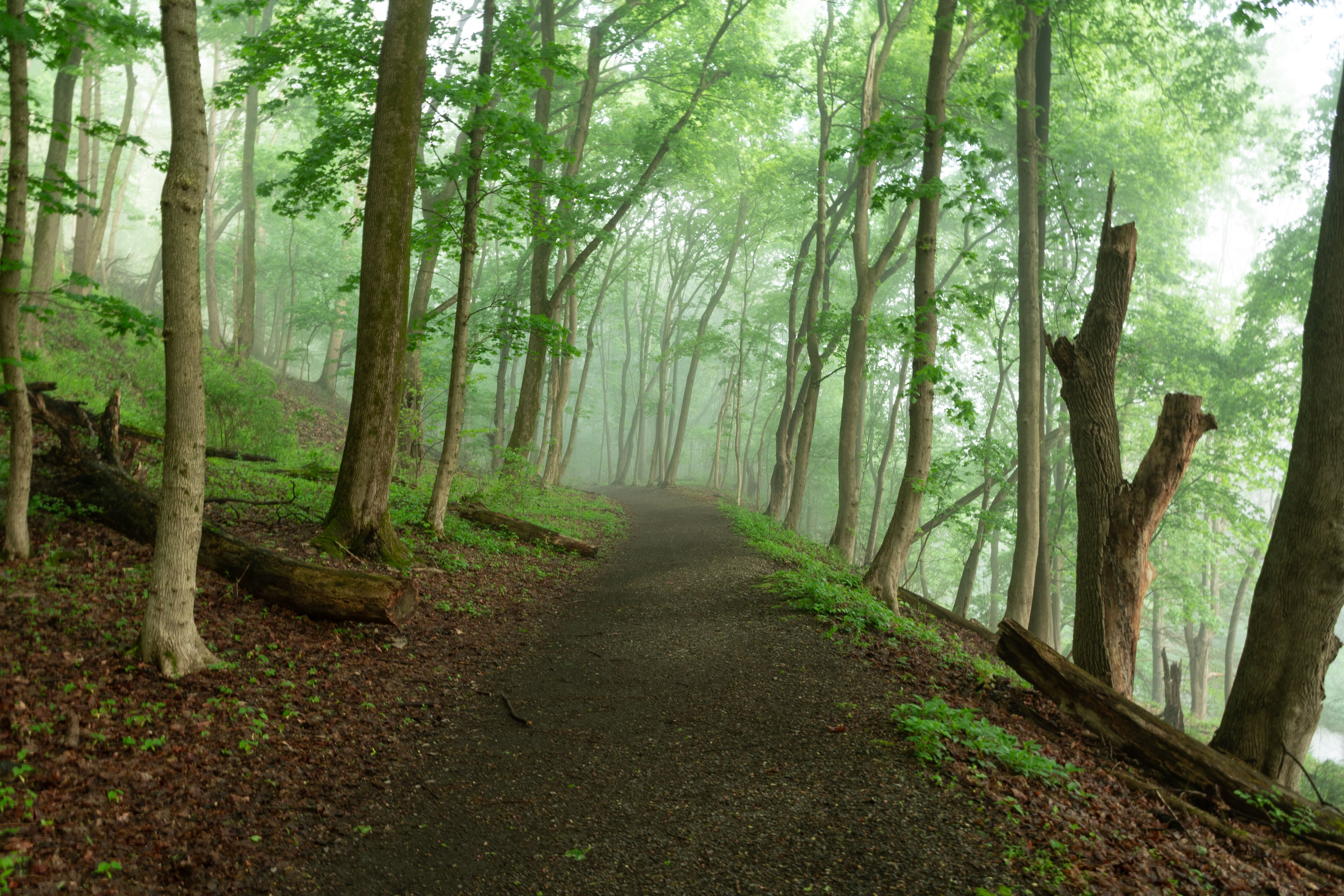 Hike the ravines at Highbanks Metro Park