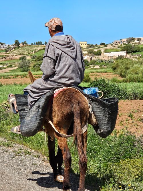 Free A man rides a donkey through lush farmland near Khouribga, Morocco. Stock Photo
